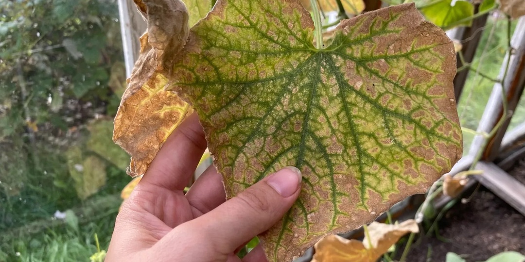 Опрыскиваю огурцы по листу и желтизна сразу уходит. Чем обработать огурцы, чтобы они снова позеленели и плодоносили