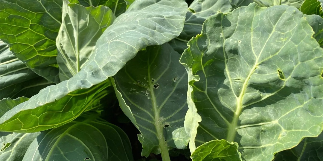 Капусту больше не тронут вредители. Больше никакой блошки, слизней и капустницы! За 1 минуту помогло. Простое народное средство