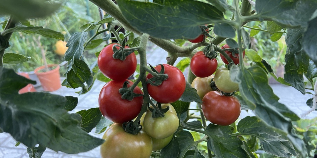 Когда обрывать листья на томатах: как меня этому научили