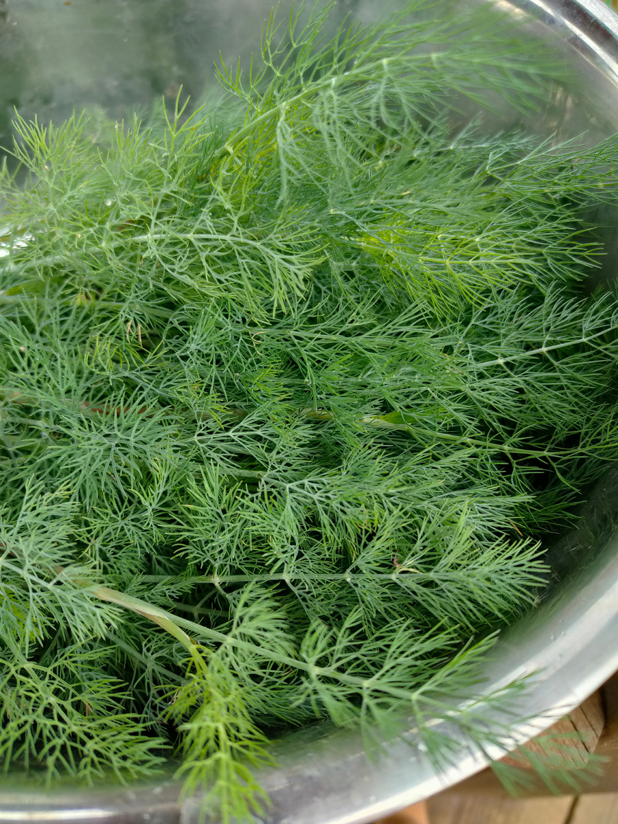 Укроп можно и посушить, и посолить, и заморозить. И в любом варианте вкусно.