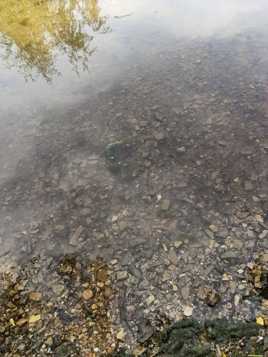 Вот такая чистая, прозрачная вода в реке.