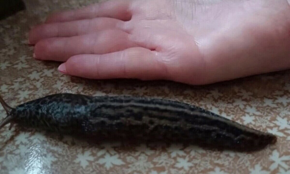    Фото vk.com/crimea_ghest