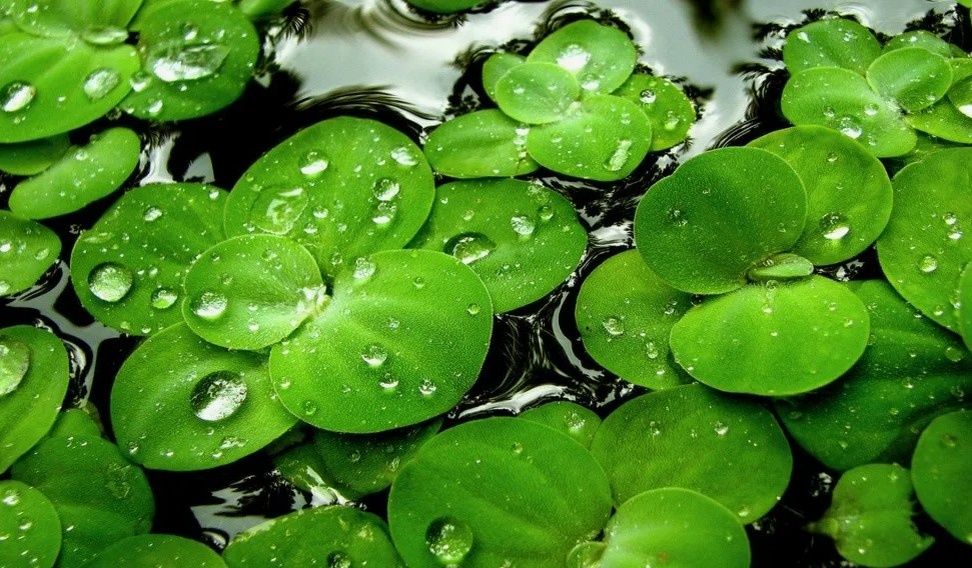Фото: Ряска Wolffia microscopica — самое быстрорастущее растение в мире