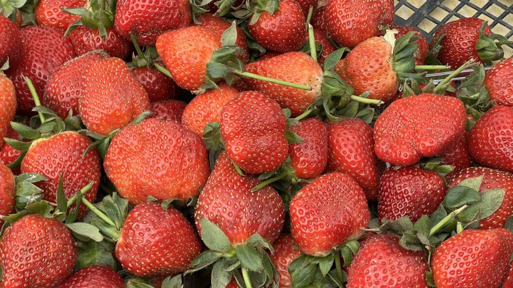    Фото: Царьград