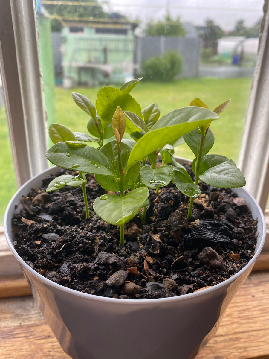 Лимончикам из косточек очень нравится такая подкормка