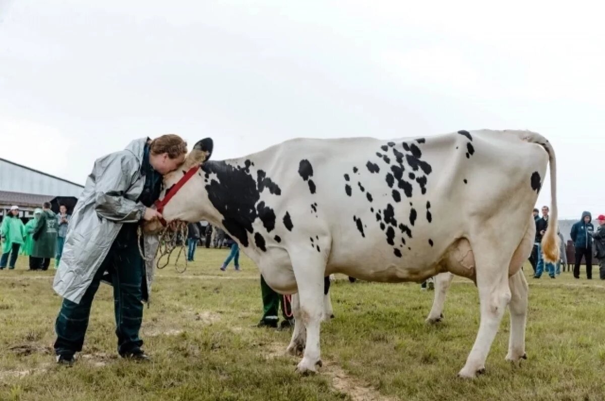    Буренка Репа из Старожилова победила в коровьем «конкурсе красоты»