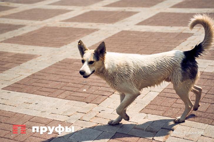    Фото: Пруфы.рф