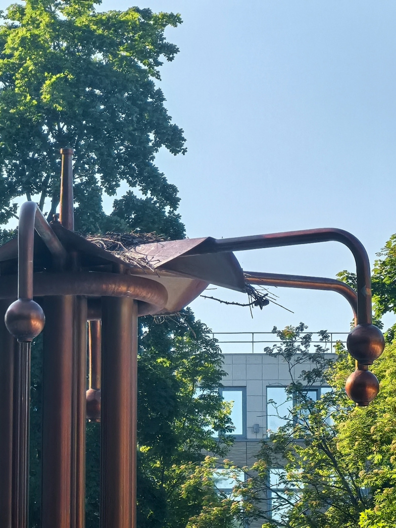    Кавыши поселились на месте старого фонтана в ПетрозаводскеДмитрий Пигин