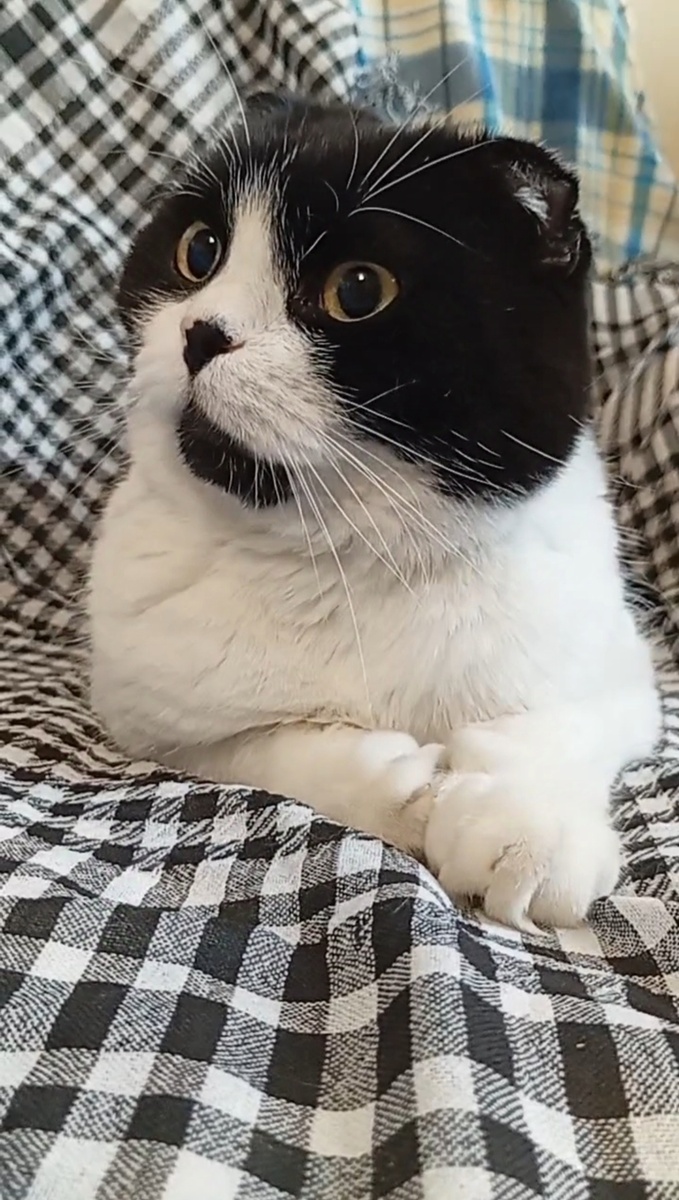 Лесной кот Уголёк 