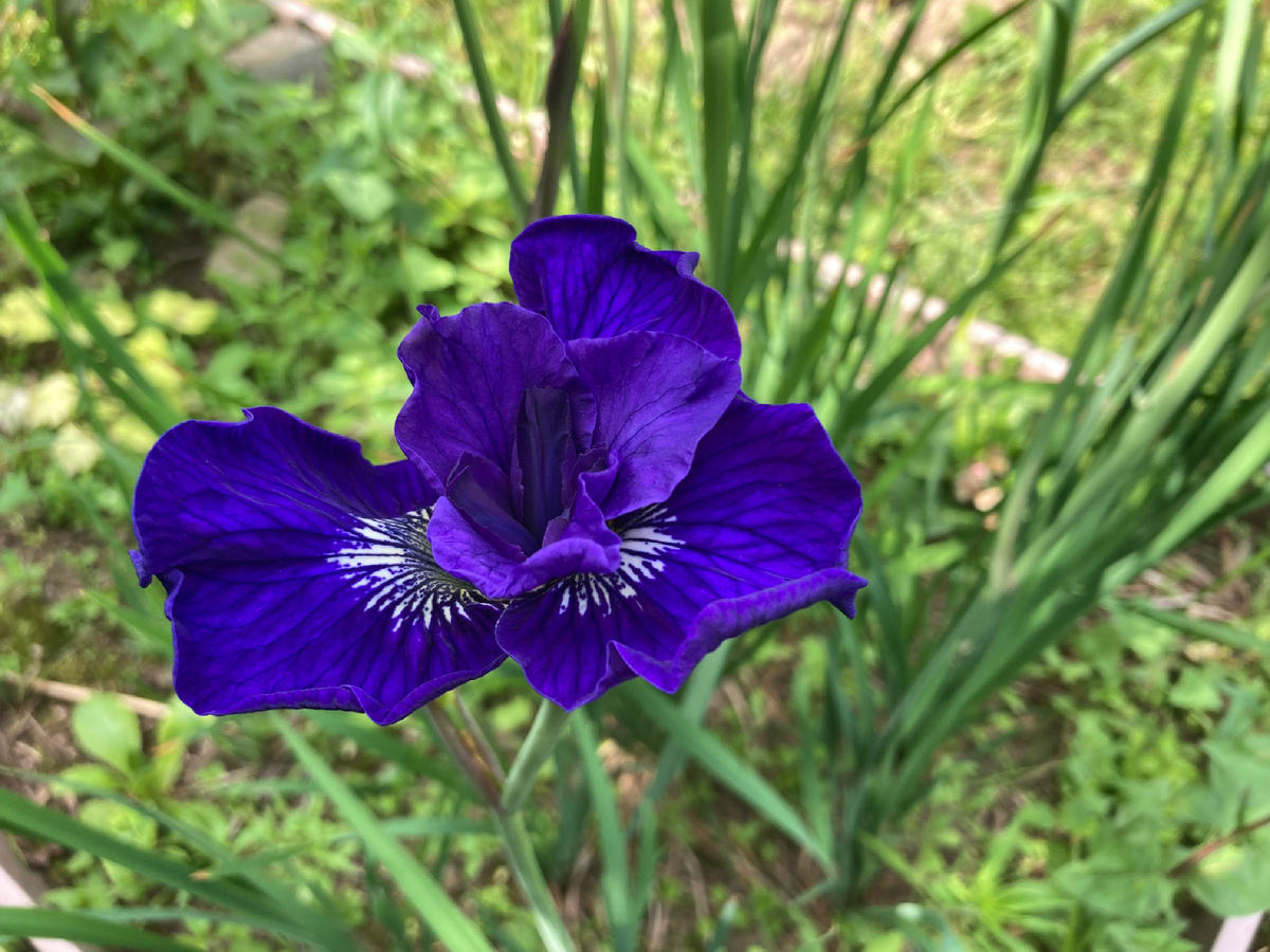 Ирис сибирский, одна штука, фото мое