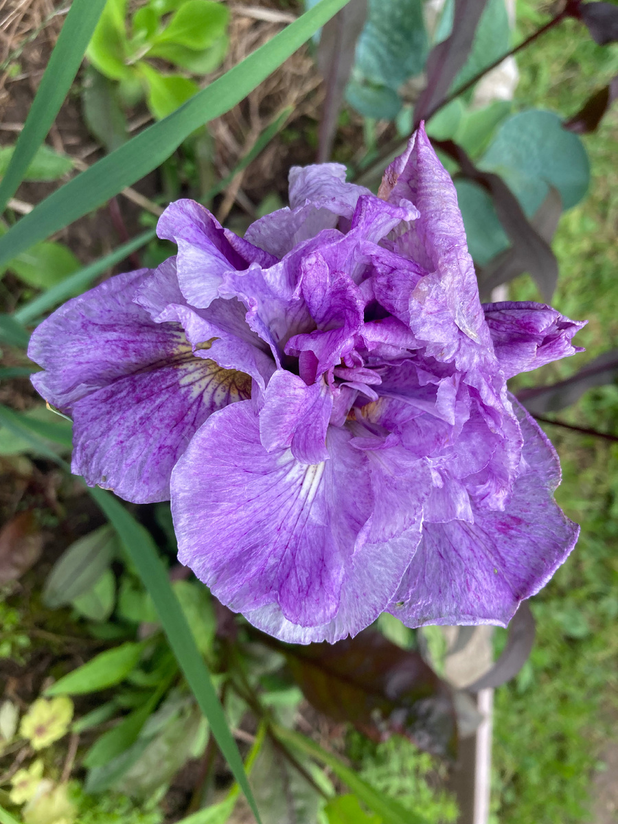 Никак не получалось застать полный роспуск