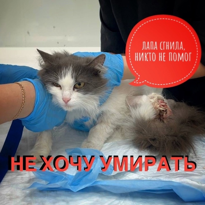 Возможно несчастная девочка погибнет, так и не дождавшись реальной помощи