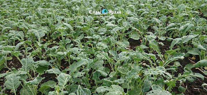 Создать карусельДобавьте описание