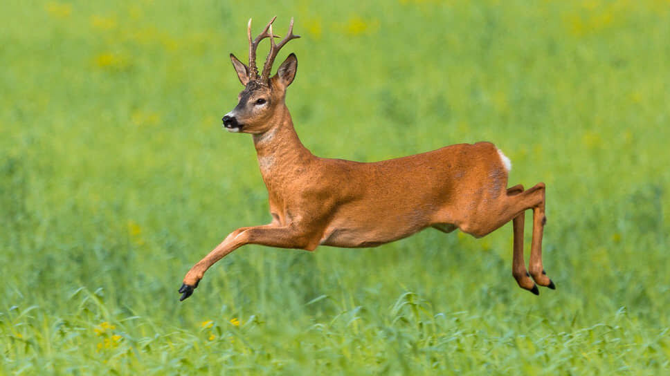 Фото: пресс-служба Минприроды Краснодарского края