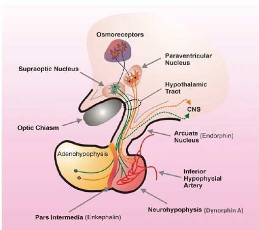    Структура гипоталамуса с указанием паравентрикулярного ядраhttps://www.researchgate.net/figure/Schematic-drawing-showing-the-general-anatomy-of-the-HNS-Magnocellular-neurons-in-the_fig1_260284466