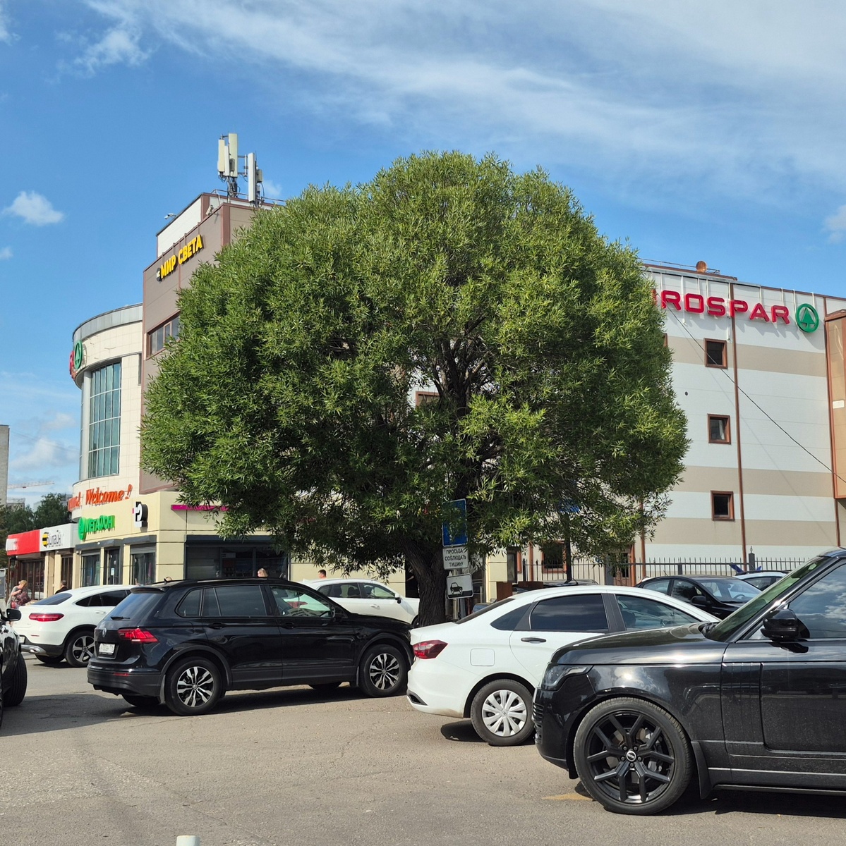 это прекрасное дерево  возле работы я заметила только сегодня