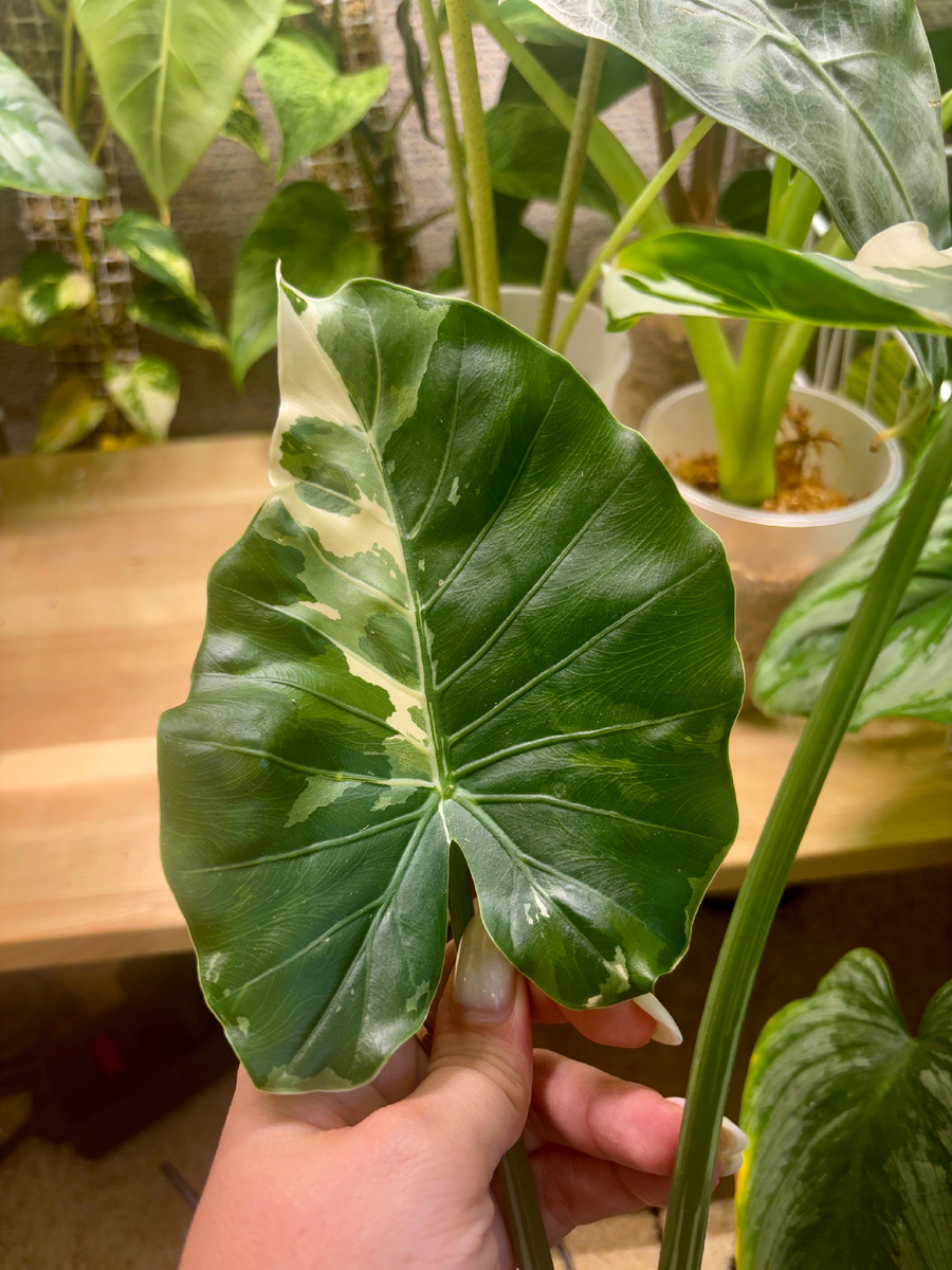 Такой интересный листик вышел.