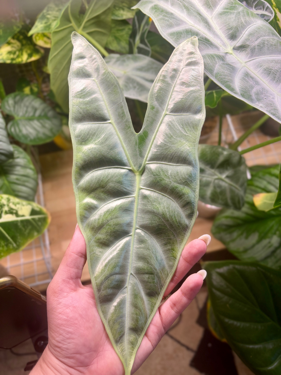 Меня завораживают эти ушки.