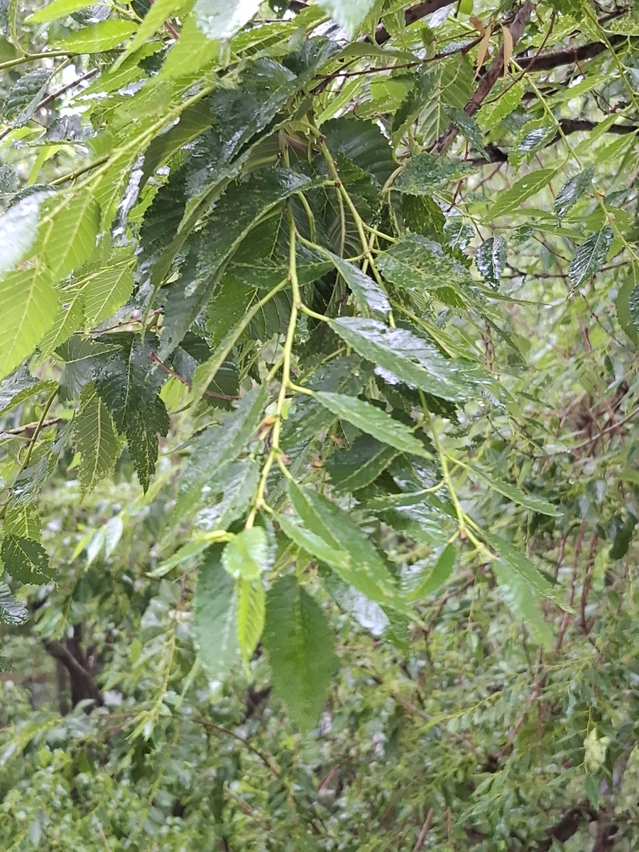 Дождь всю неделю 🌧️
