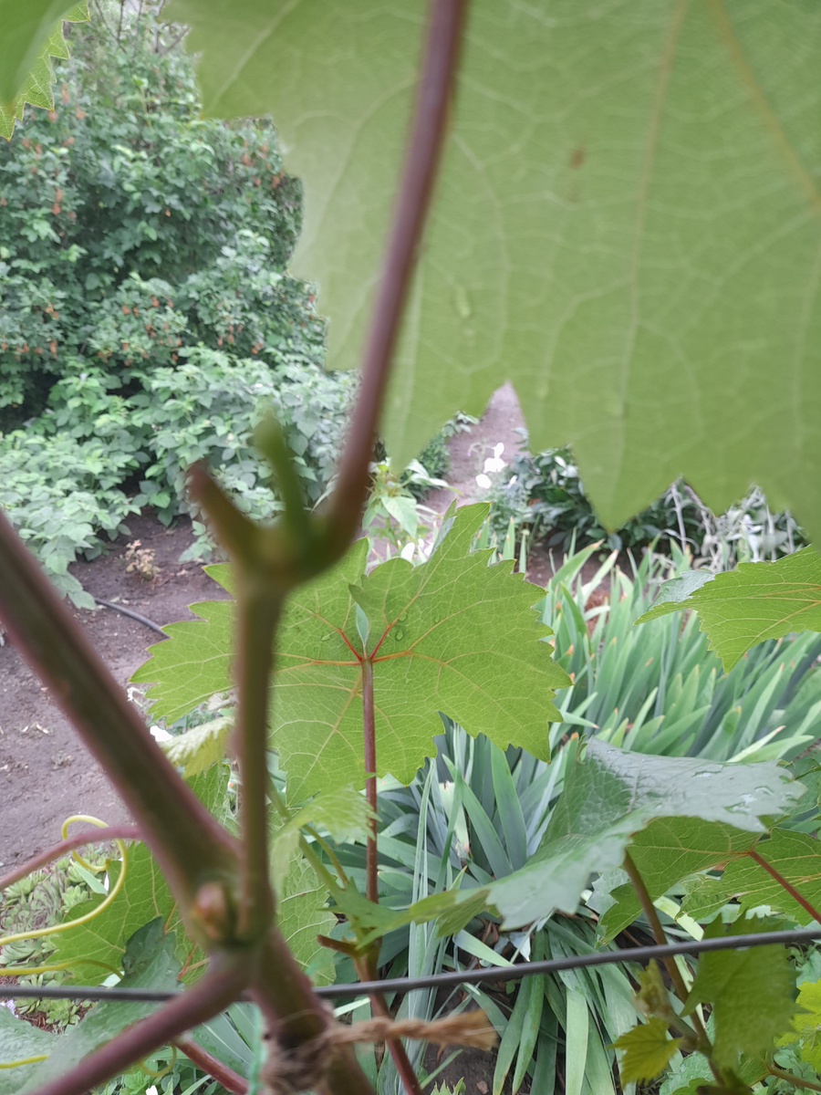 Боковой побег прищипнули , пошел побег второго порядка, который прищипываем без листа , иначе жди побег третьего порядка.