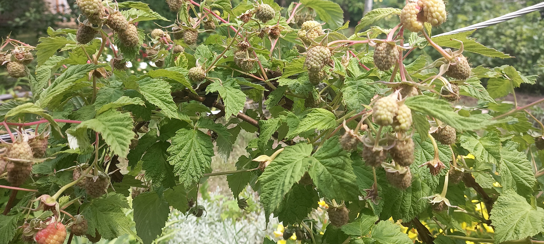 У любой малины ягоды могут быть крупнющими и обильными - что для этого нужно сделать