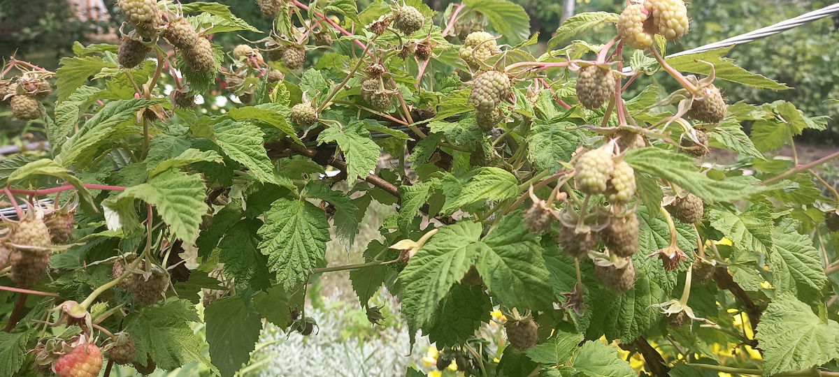 ягод в этом году завязалось много