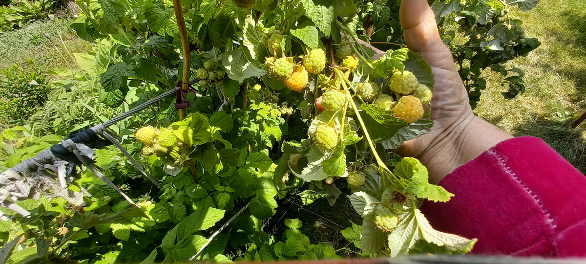 Желтая малина уже начала поспевать, все ягоды в кисточке обещают быть крупными