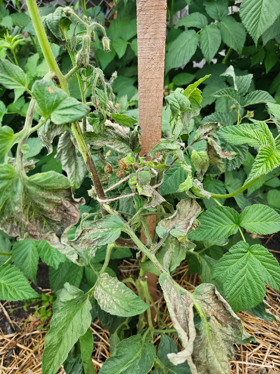 Сорт Гарри О Сена