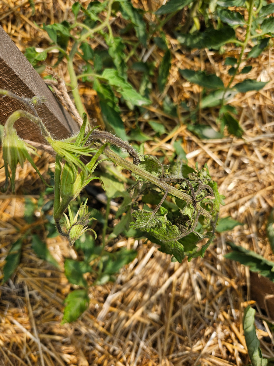 Сорт Долговязая Салли