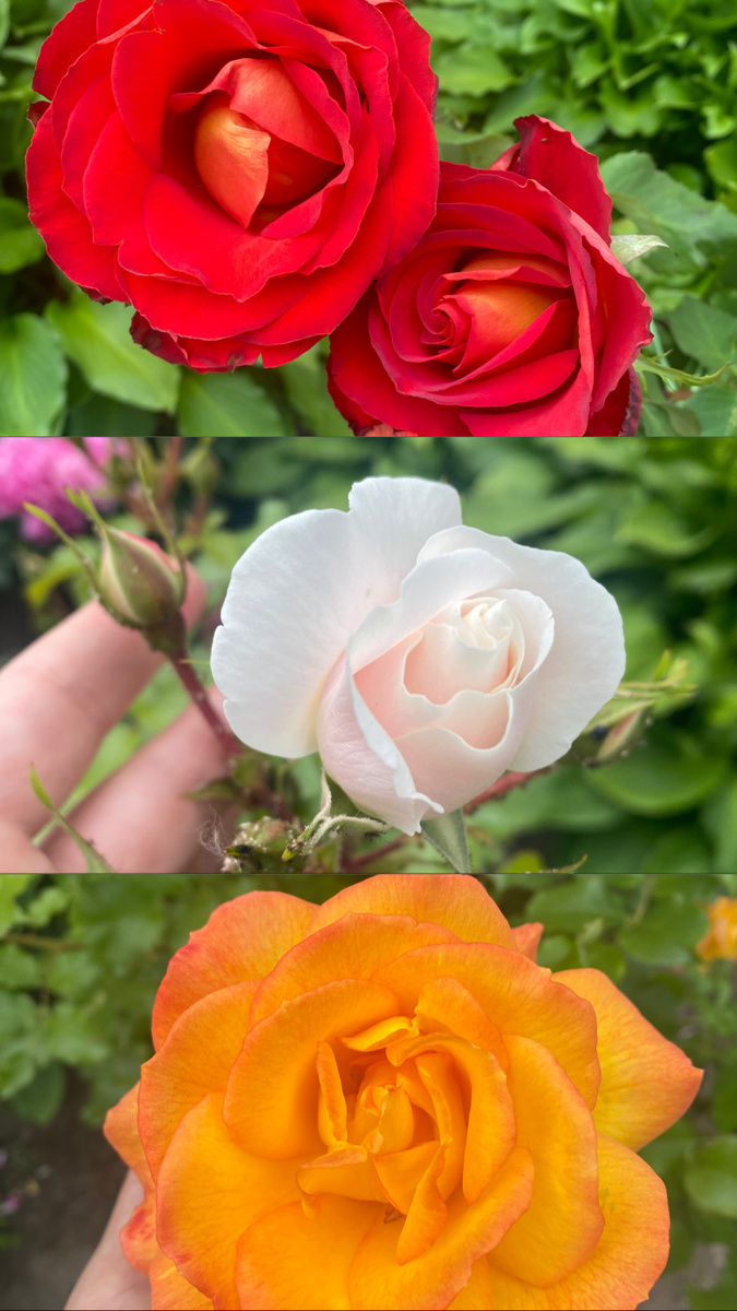 Фото с нашего школьного двора