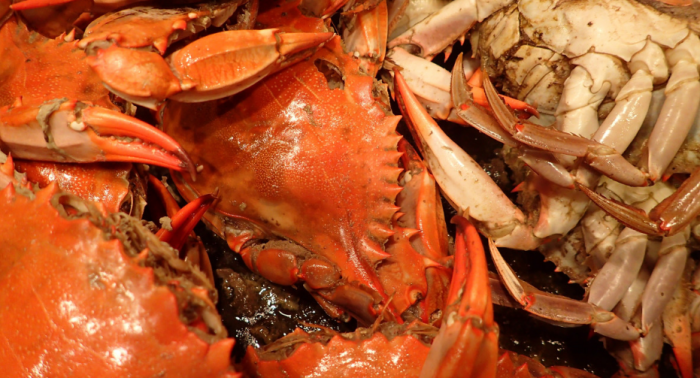 Обычно пойманных крабов перегружают прямо в море, но здесь что-то пошло не по плану / Фото: pxhere.com