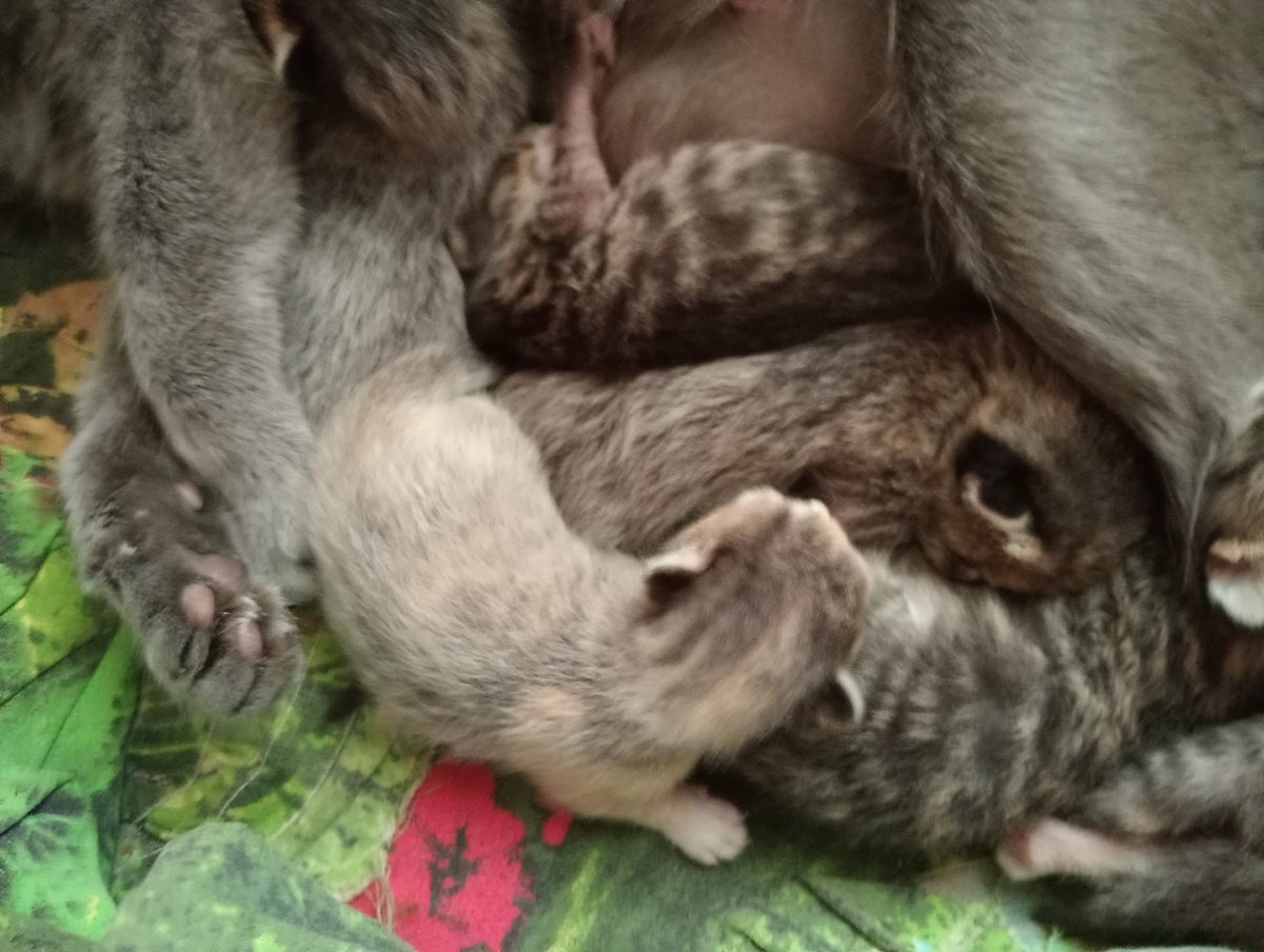 Растут мои пупсики!😀