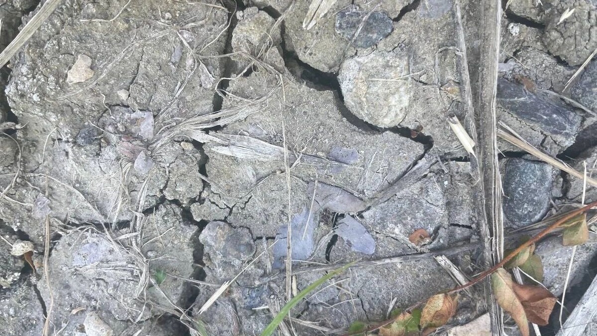     Источник: rostovgazeta.ru