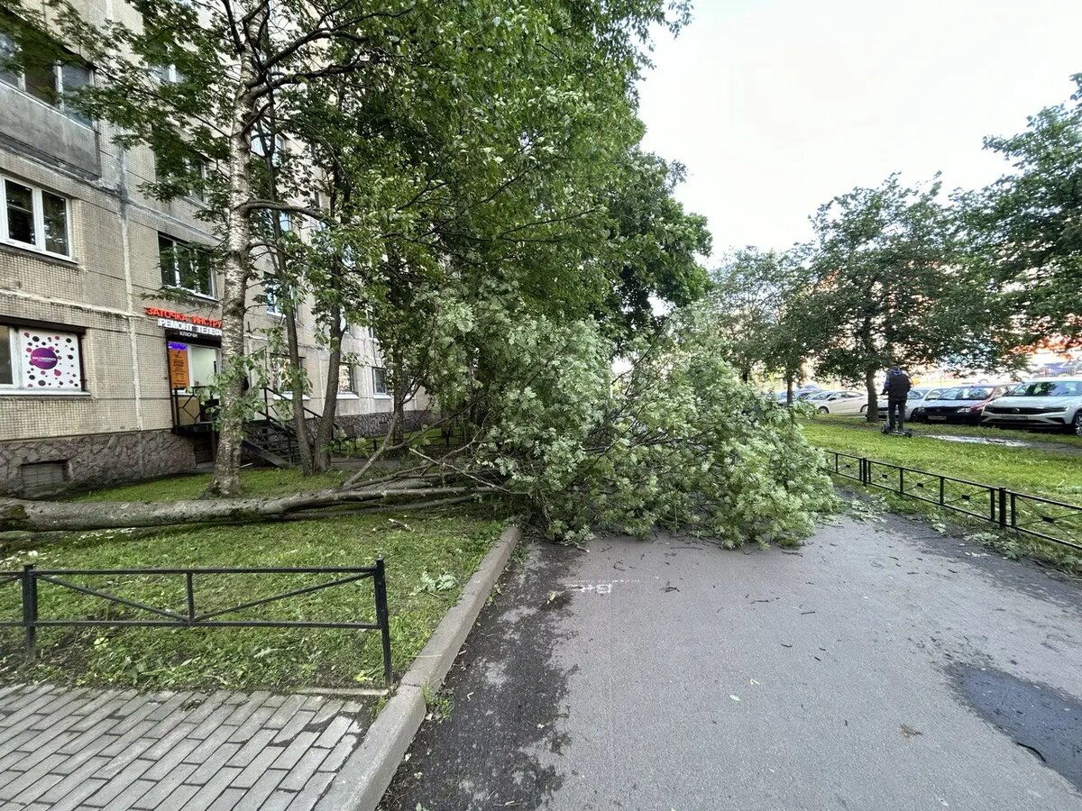    Фото: читательница Мойки78 Елена