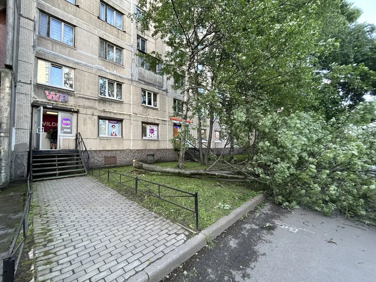    Фото: читательница Мойки78 Елена