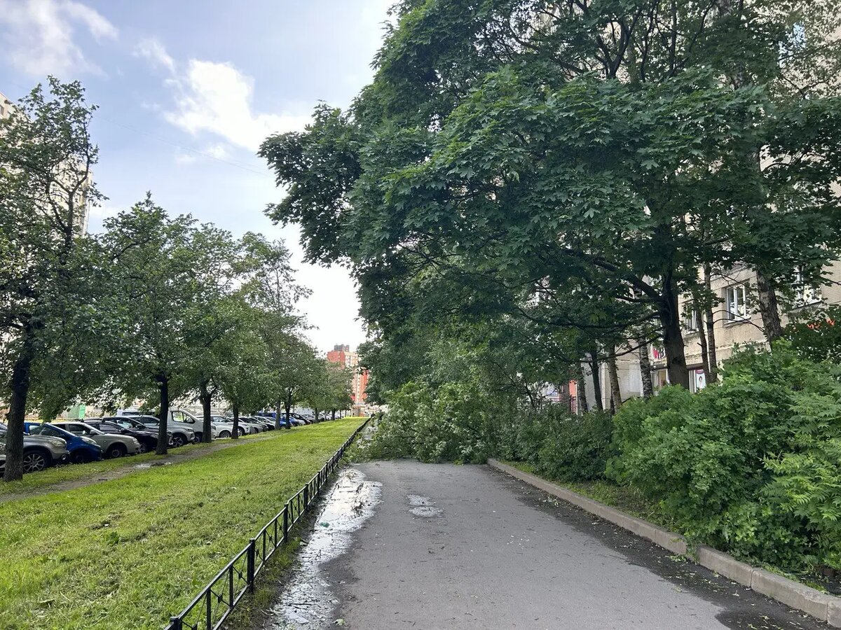    Фото: читательница Мойки78 Елена