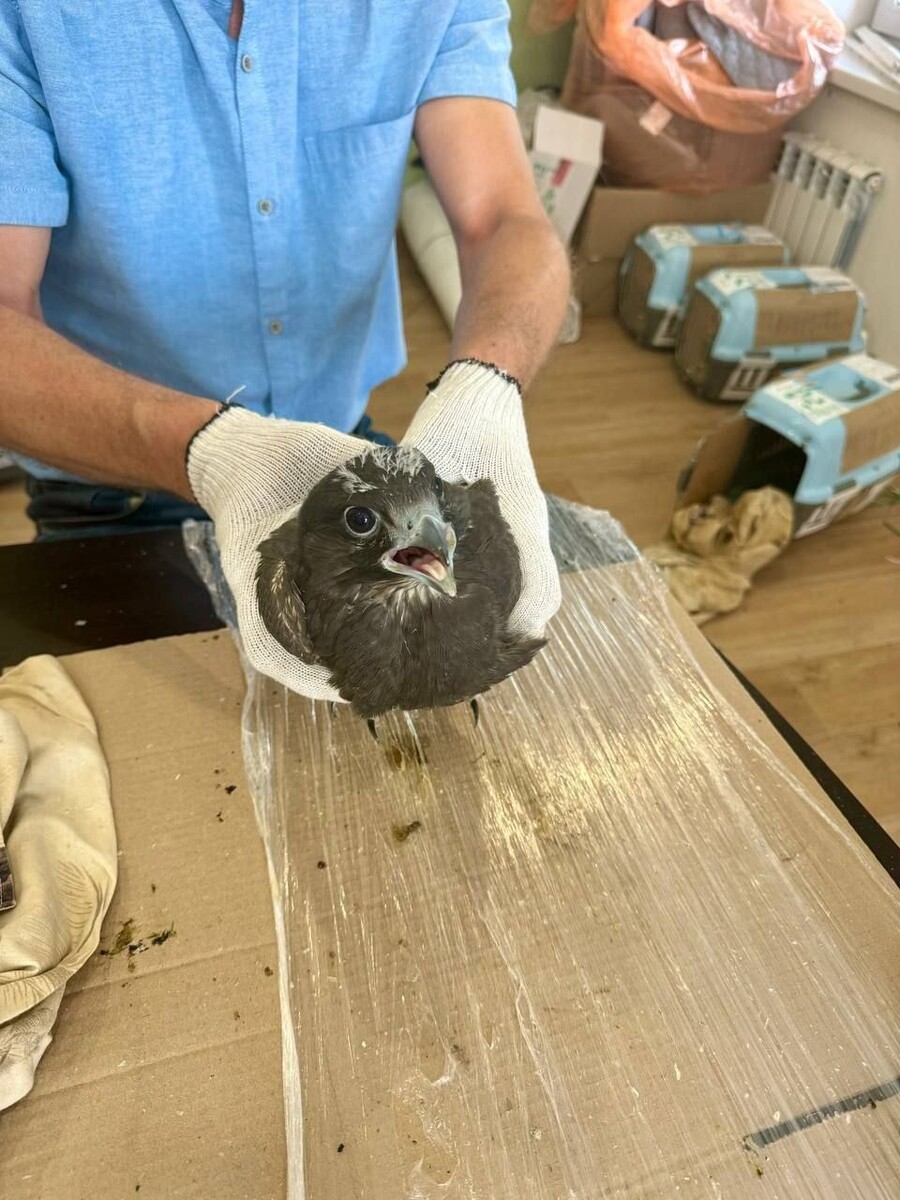    Тату-салон для соколов-балобанов в Сайлюгемском нацпарке. Источник: Telegram-канал Сайлюгемского нацпарка