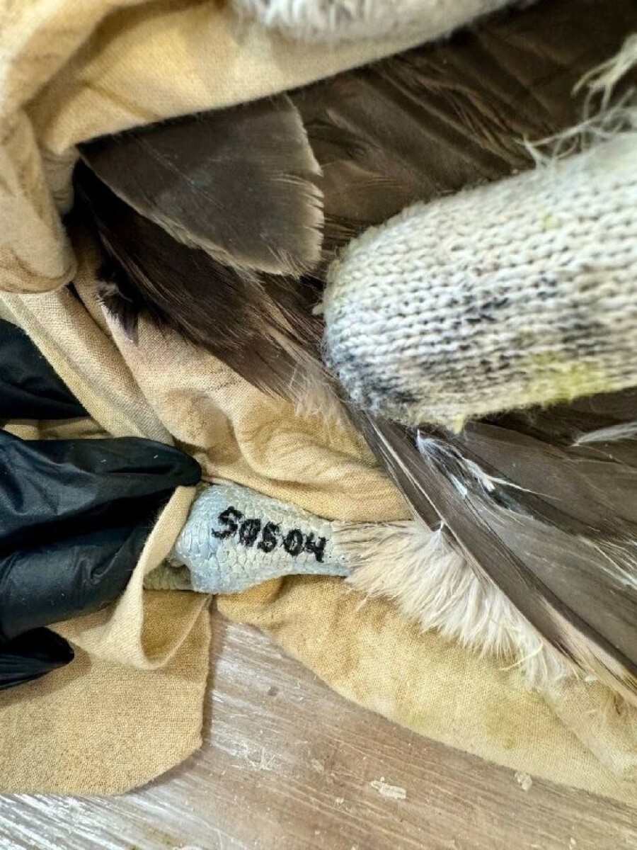    Тату-салон для соколов-балобанов в Сайлюгемском нацпарке. Источник: Telegram-канал Сайлюгемского нацпарка