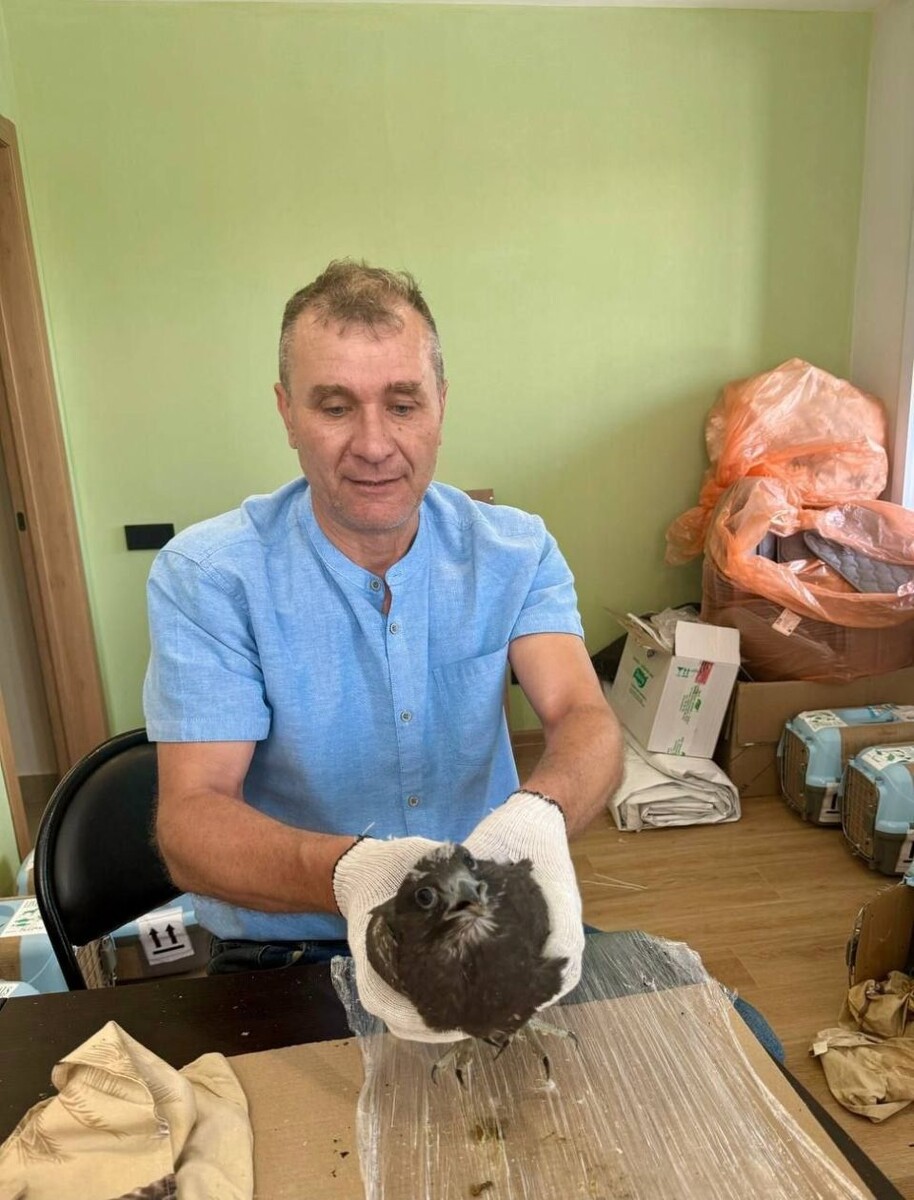    Тату-салон для соколов-балобанов в Сайлюгемском нацпарке. Источник: Telegram-канал Сайлюгемского нацпарка