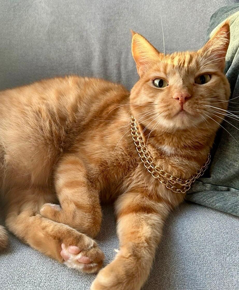 Наш любимый рыжий Тиша.