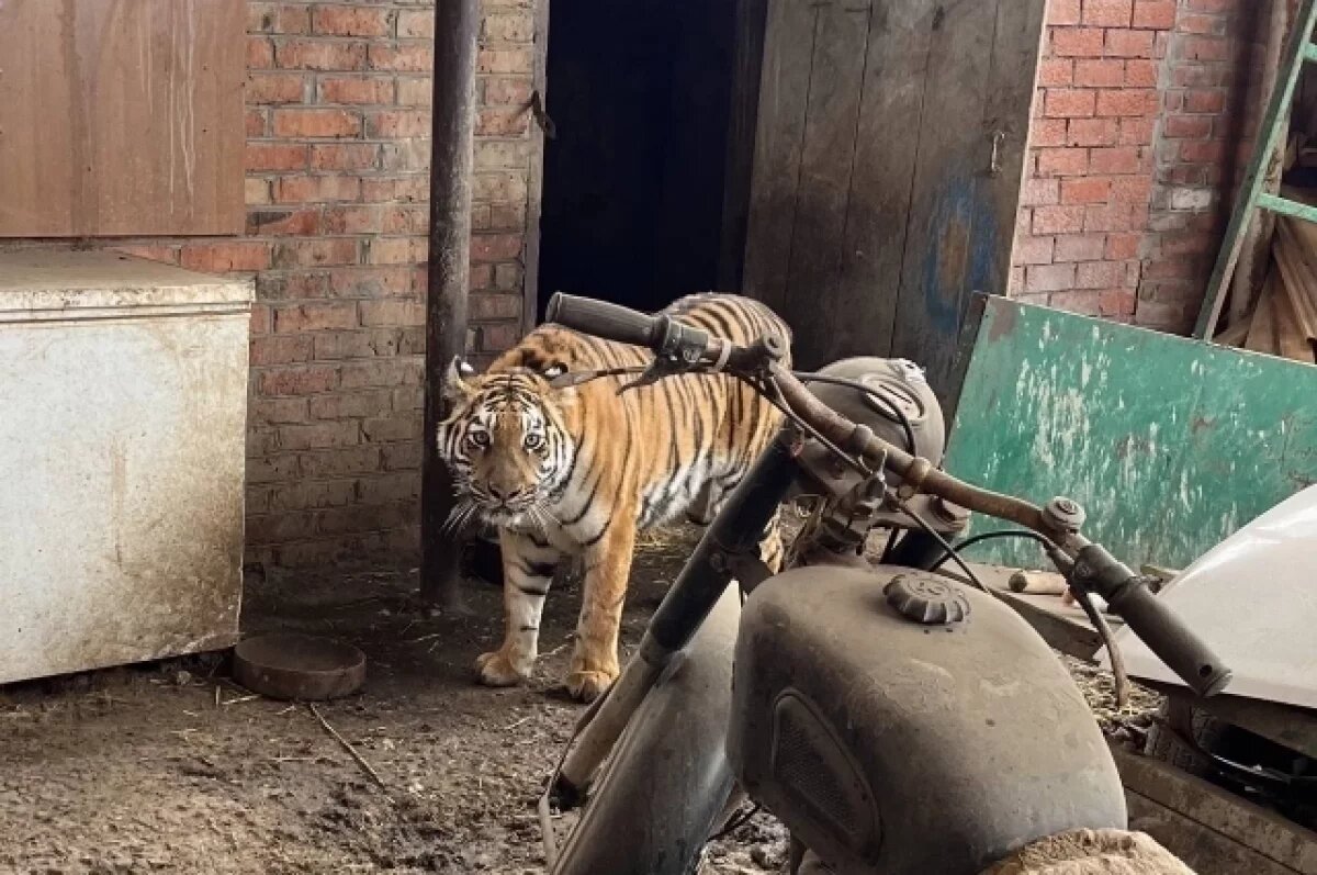    На Кубани изъятая у садиста – хозяина тигрица Лаура переедет в зоопарк