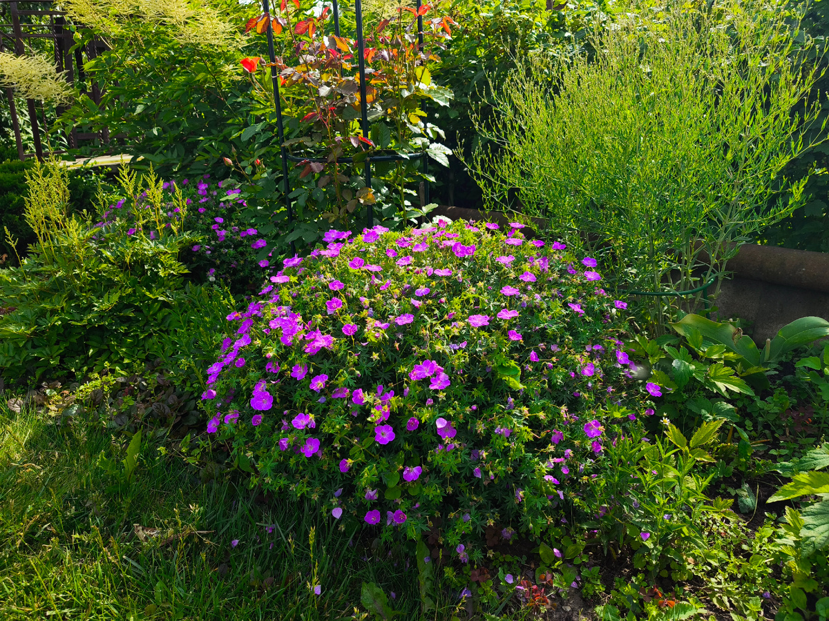 Герань садовая кроваво-красная