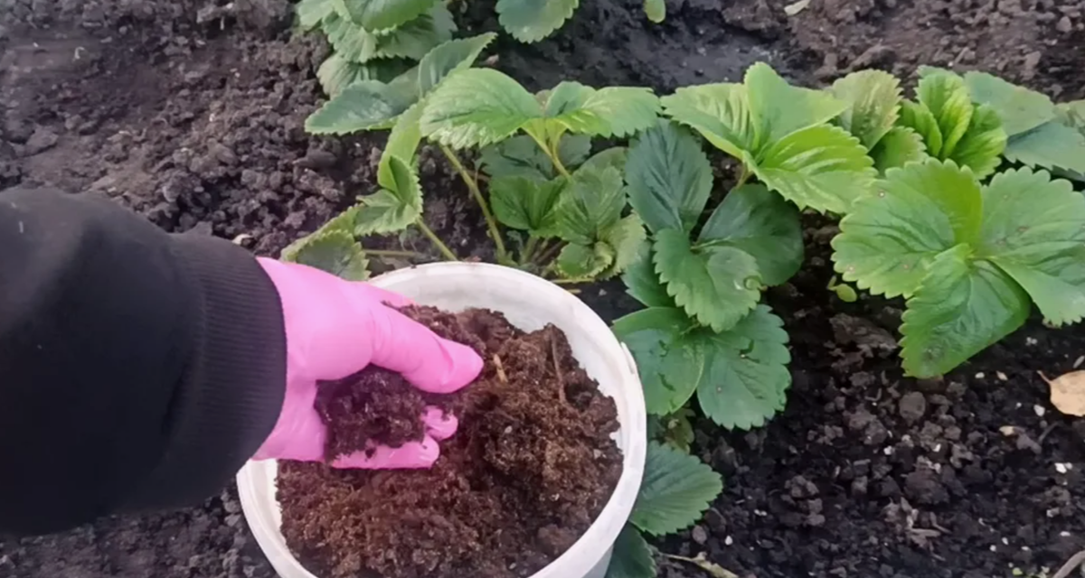 подкормка клубники после плодоношения