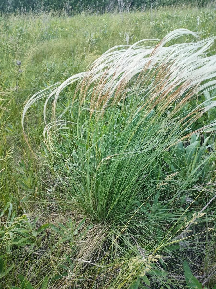 в 2015 г. на лугу встречались единичные кустики ковыля.