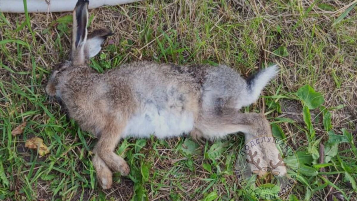 Заяц спит на траве. Аватар ПСР я ставлю на свои фото, а то воровать начали