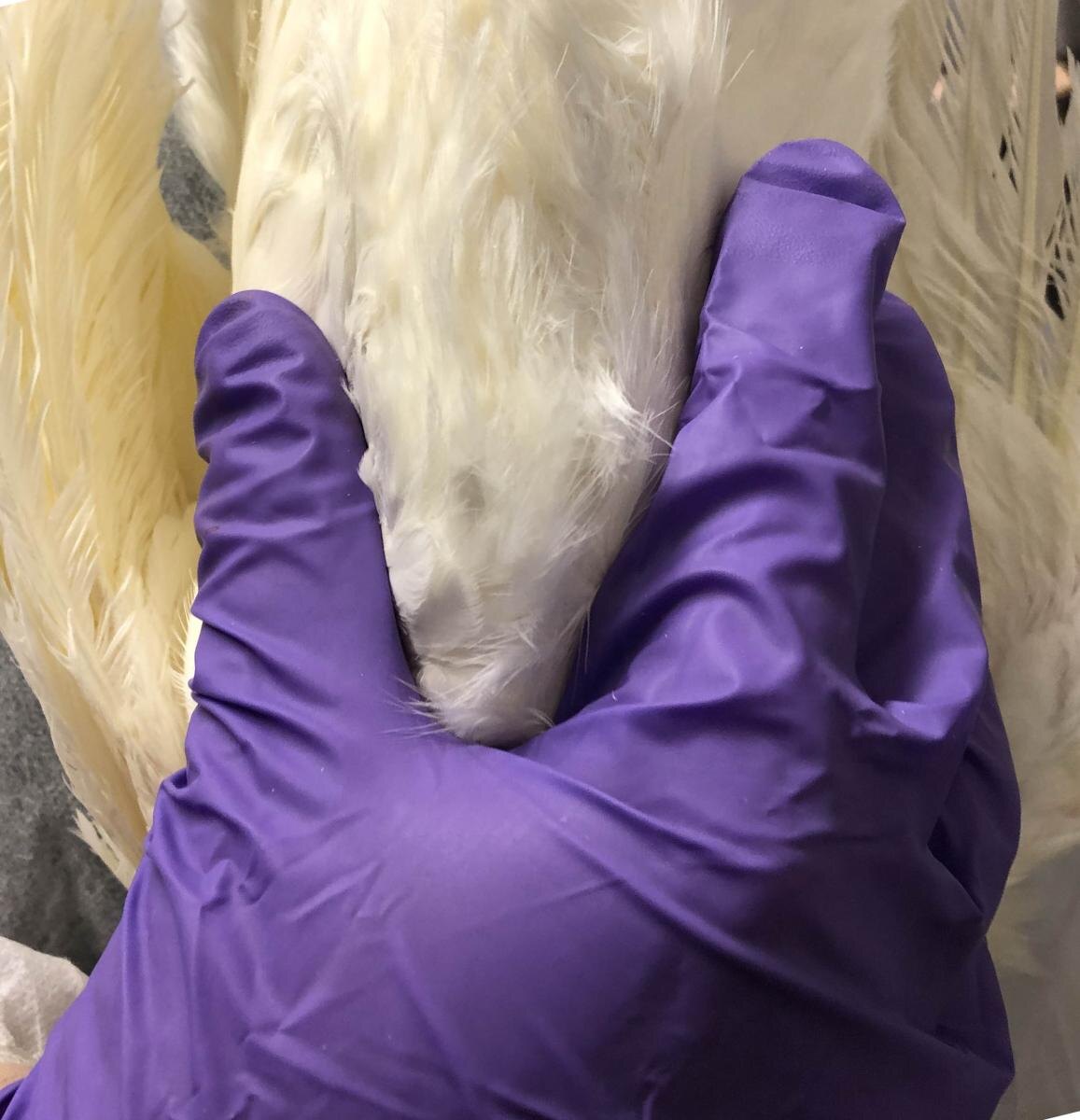 Прошупывание киля у курицы