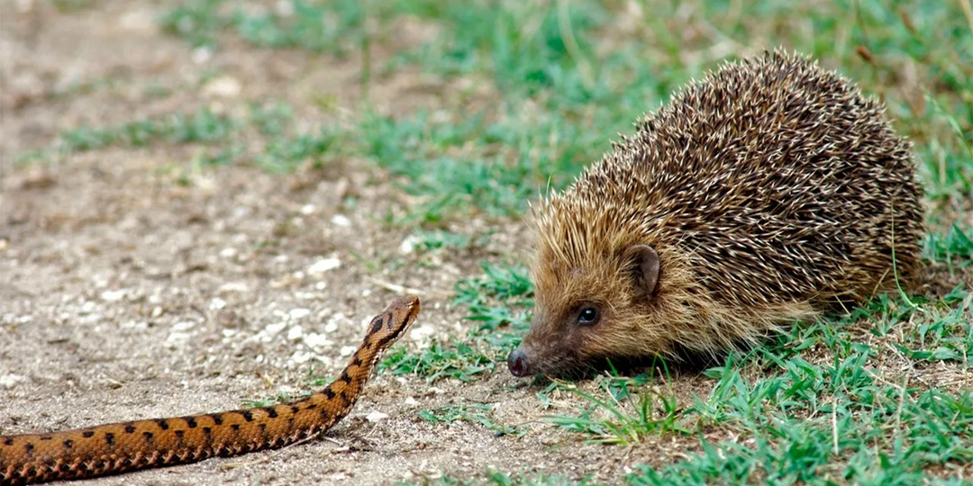 Пускает пену, собирает клещей и не боится змей: Ёж — игольчатый ниндзя
