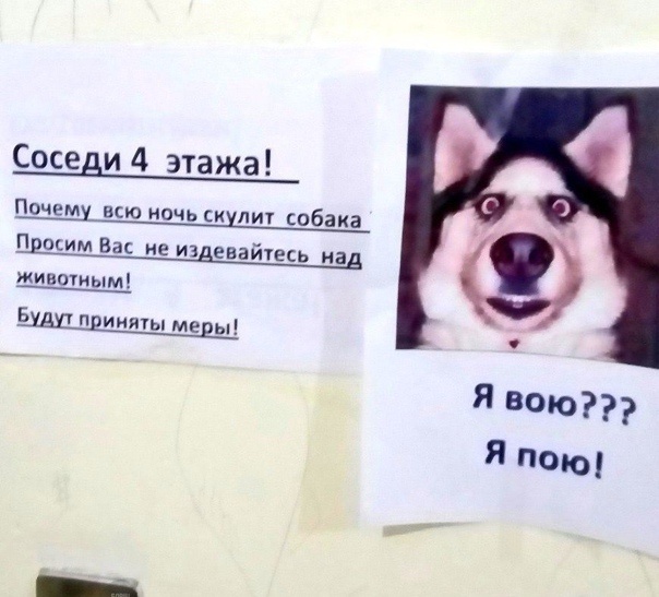 Постоянный шум от животного нарушает ваши права на покой и может рассматриваться как административное правонарушение