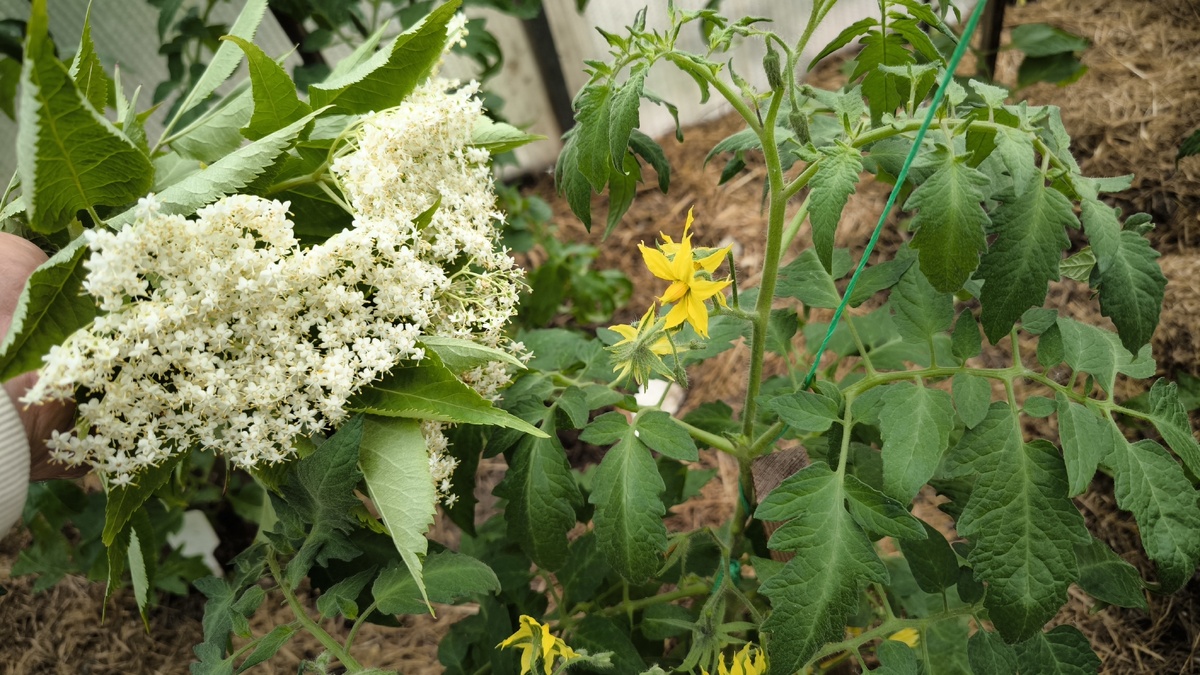 Бузина - ценный источник пользы для наших растений.