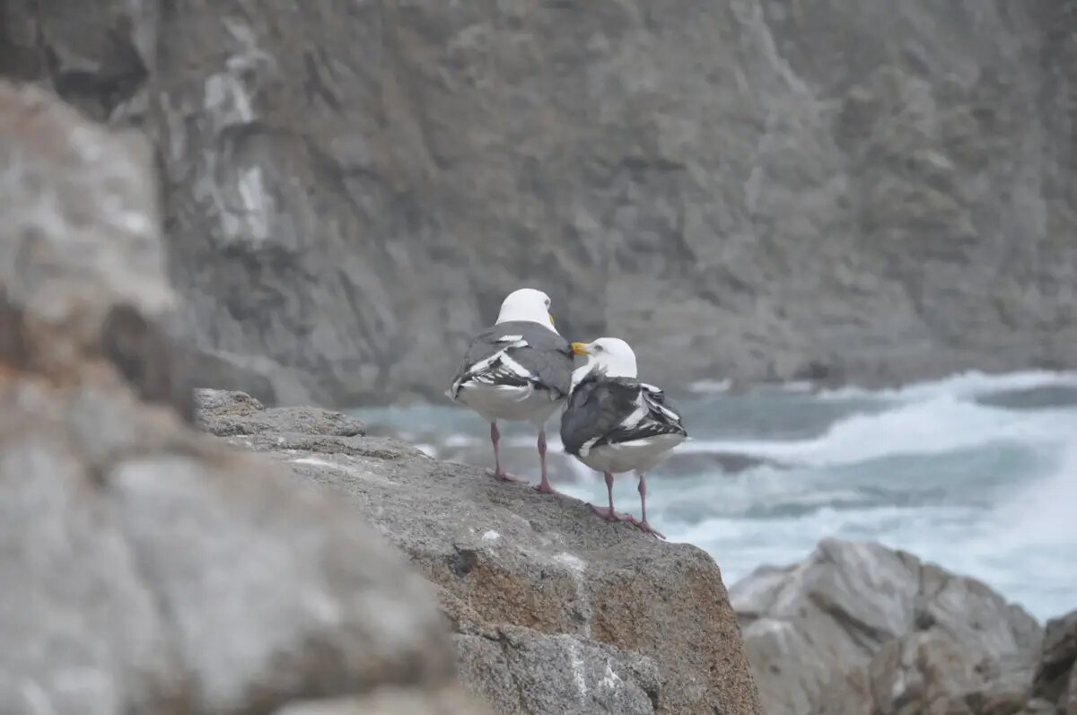  Курилы привлекают туристов необычной природой и живописными вулканами   © Интерфакс. Ольга Потапова